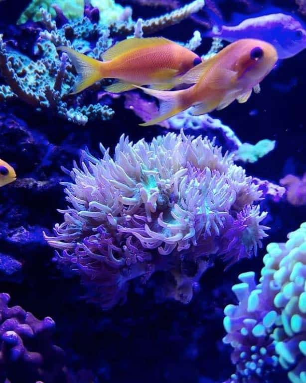 Aquarium recifal avec anthias et coraux