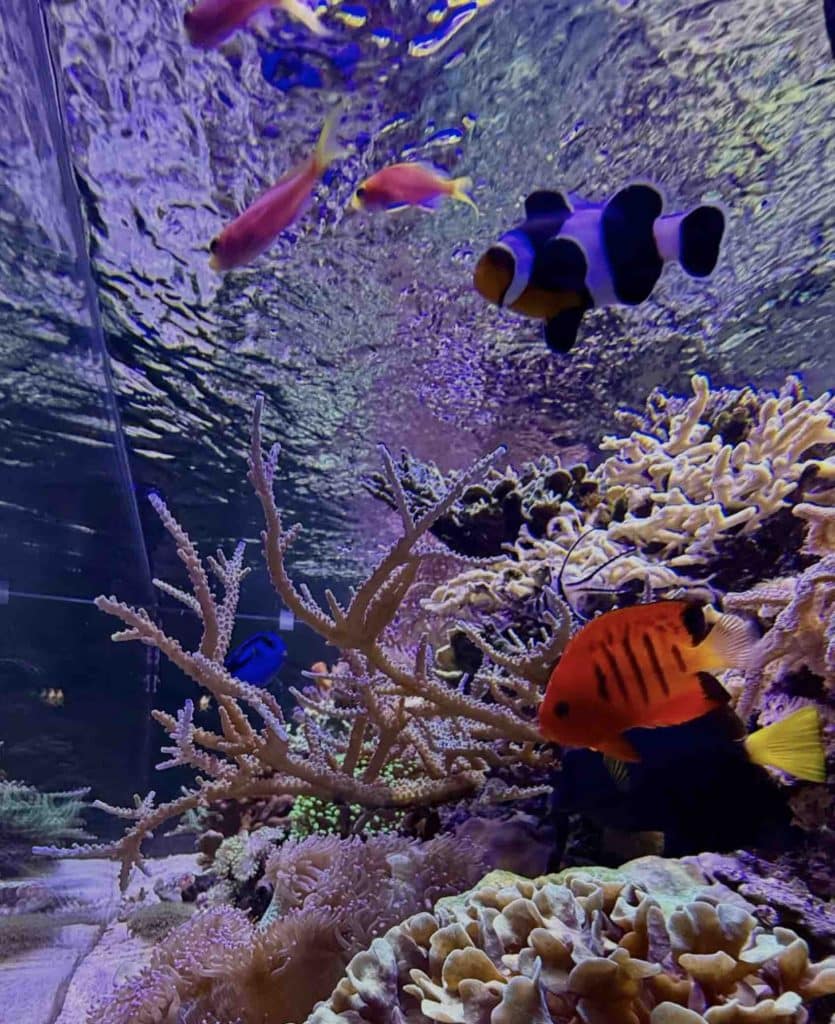 Reef aquarium with corals