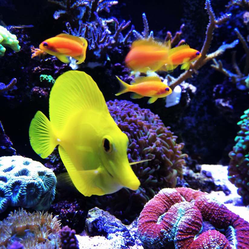 aquarium recifal avec poisson chirugien Zebrasoma flavescens