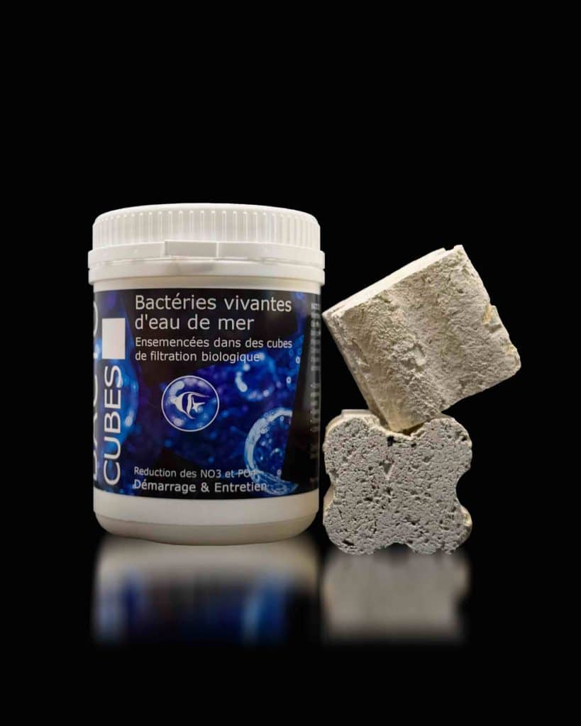 Bacto Cubes - Bacteries vivantes eau de mer pour aquarium recifal