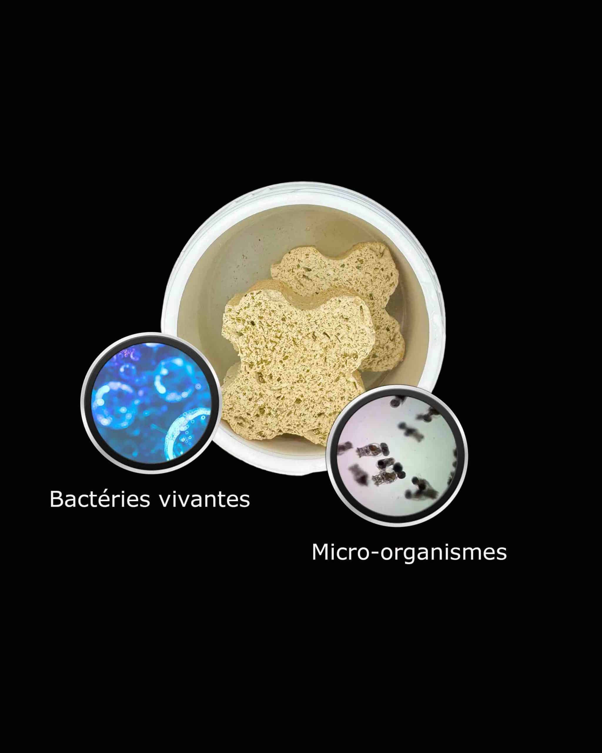 Bactéries marines pour aquarium recifal avec micro-organismes