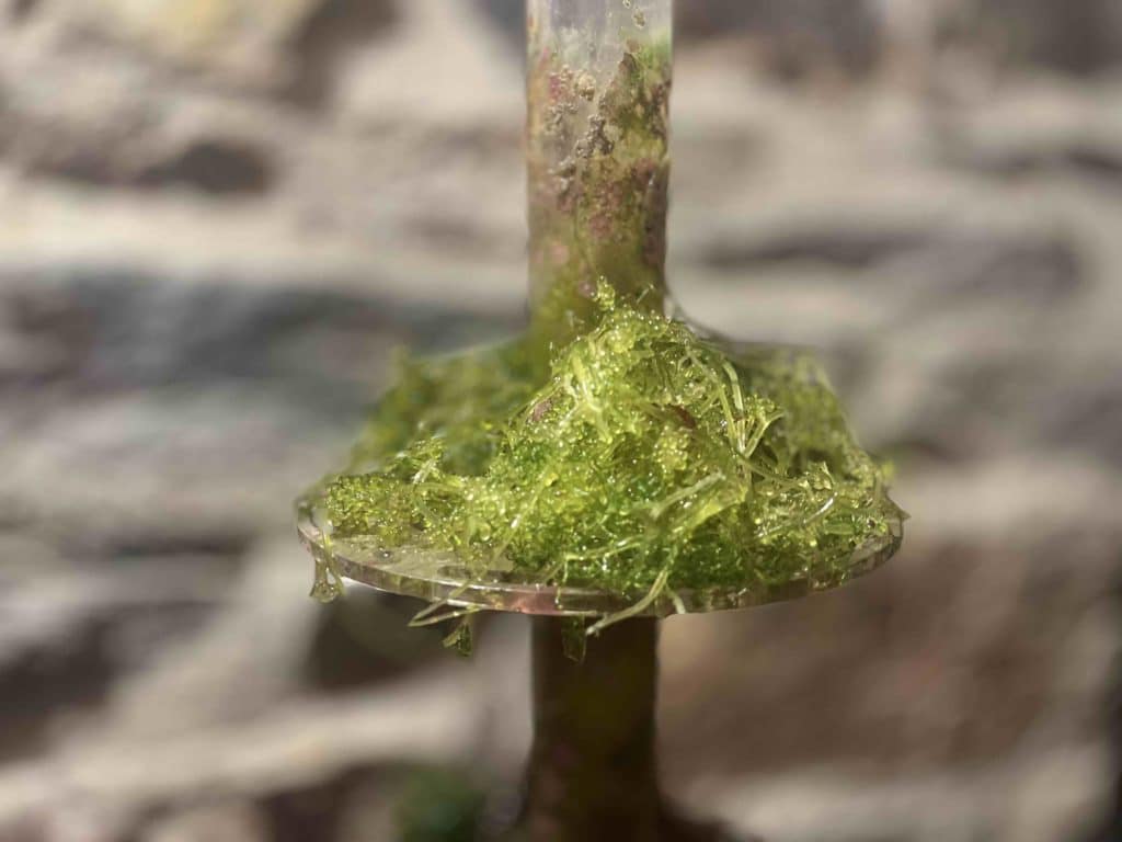 Caulerpa lentillifera Small dans un réacteur à algue
