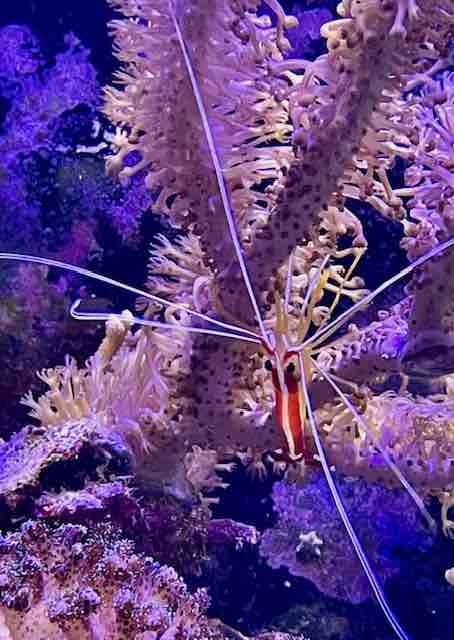 Crevette dans un aquarium recifal