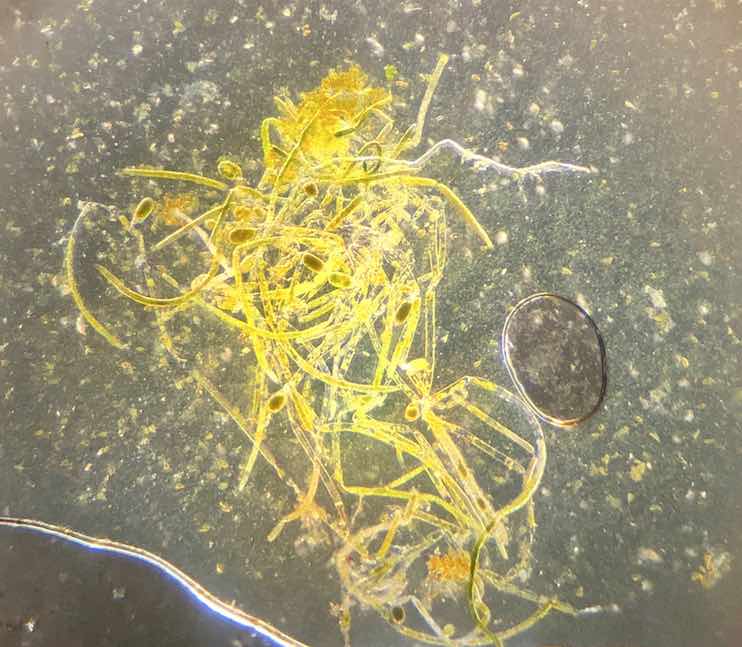 Algue Derbesia au microscope prélevé depuis un aquarium recifal