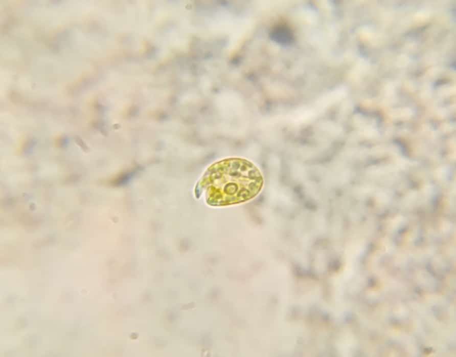 Dinoflagellés