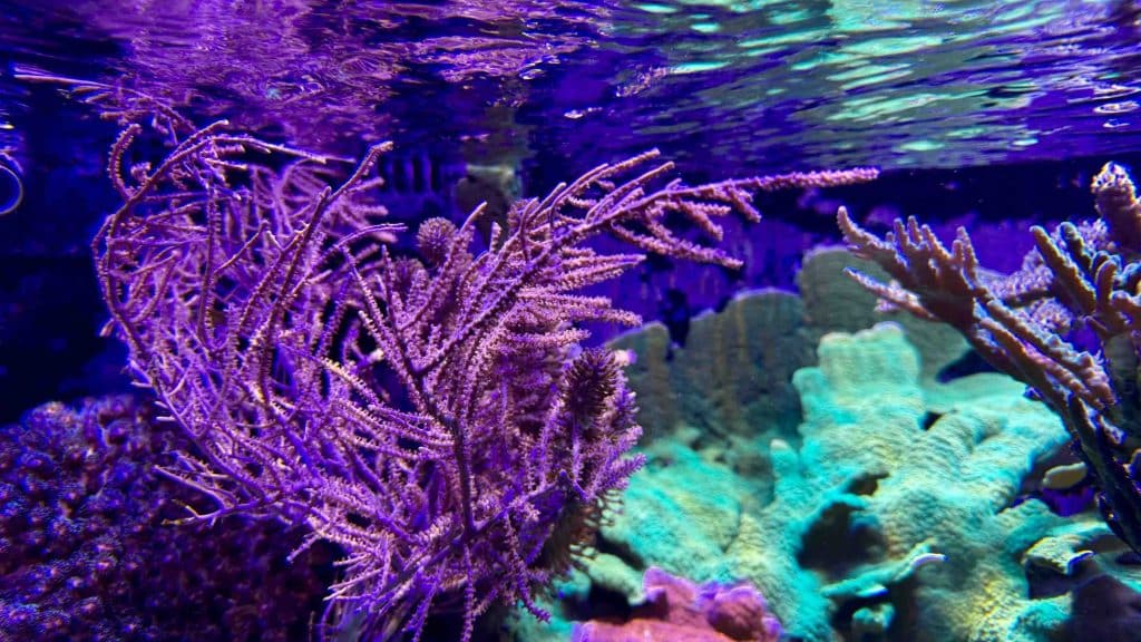 Gorgones dans un aquarium recifal