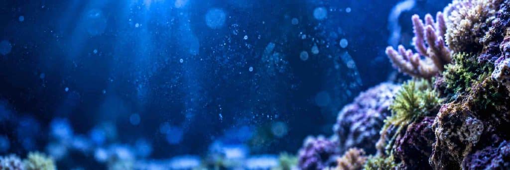 Guide et conseils aquarium recifal