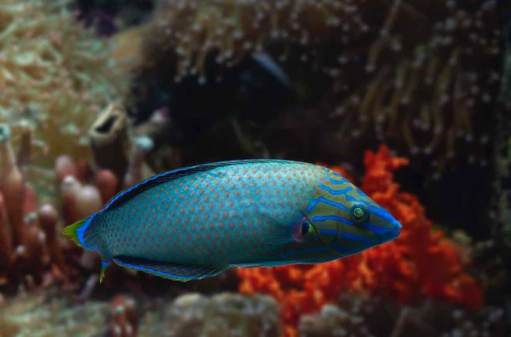 chelmon rostratus Labre recifal