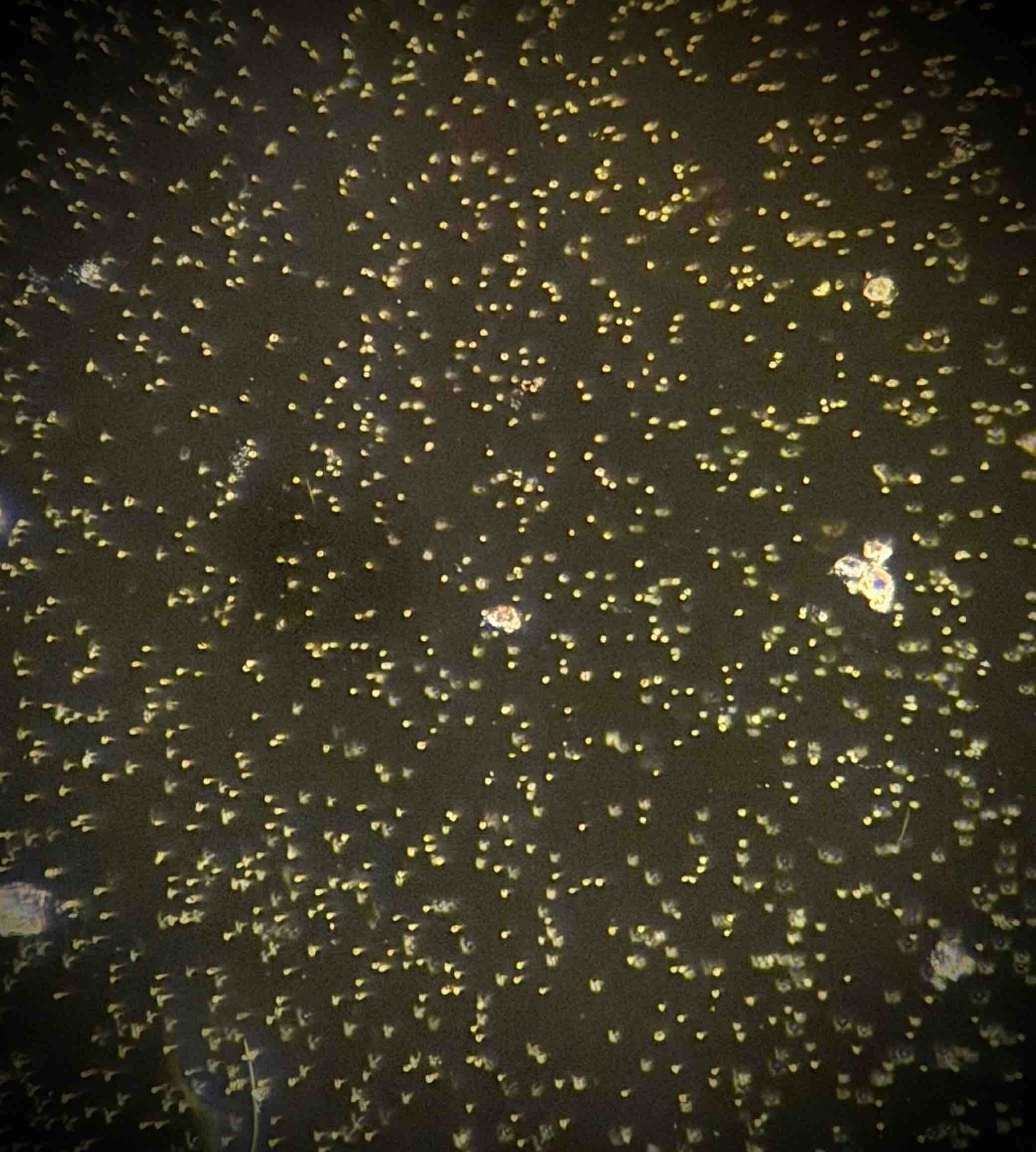 Nannochloropsis salina au microscope