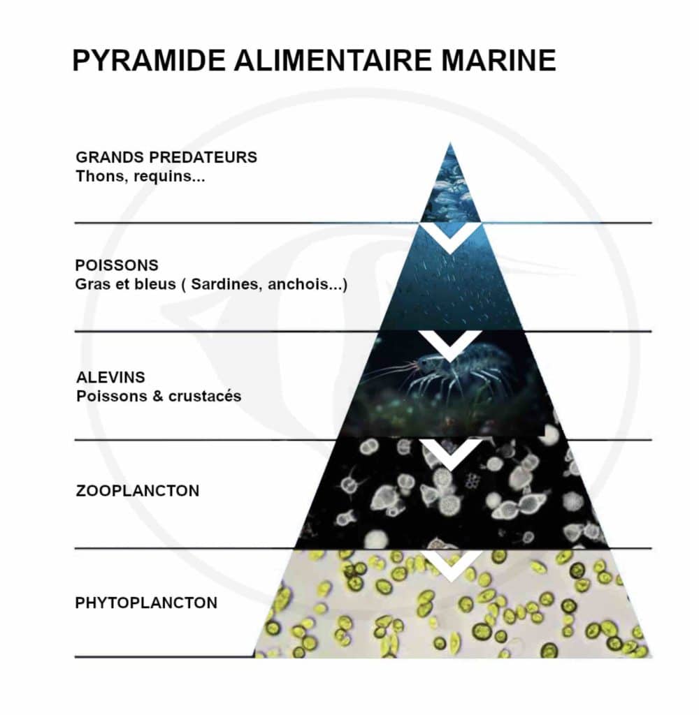 PLANCTON MARIN ET PYRAMIDE ALIMENTAIRE