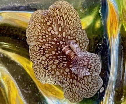 Planaire léopard Pseudobiceros pardalis