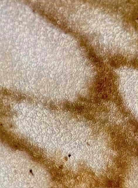 Planaire léopard microscope