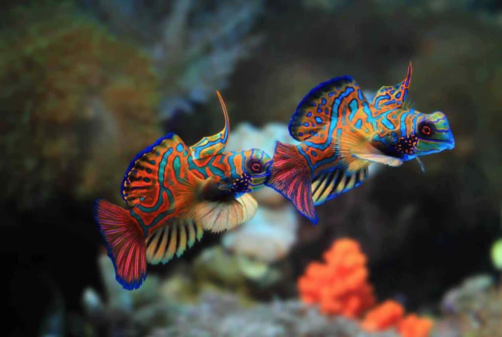 Synchiropus Poisson mandarin
