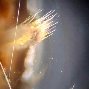 Soies blanches au microscope d'un ver de feu aquarium