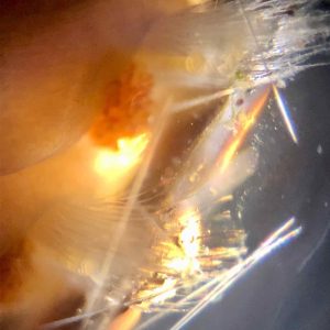 Soies blanches au microscope d'un ver de feu recifal