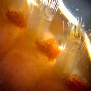 Soies blanches au microscope d'un ver de feu