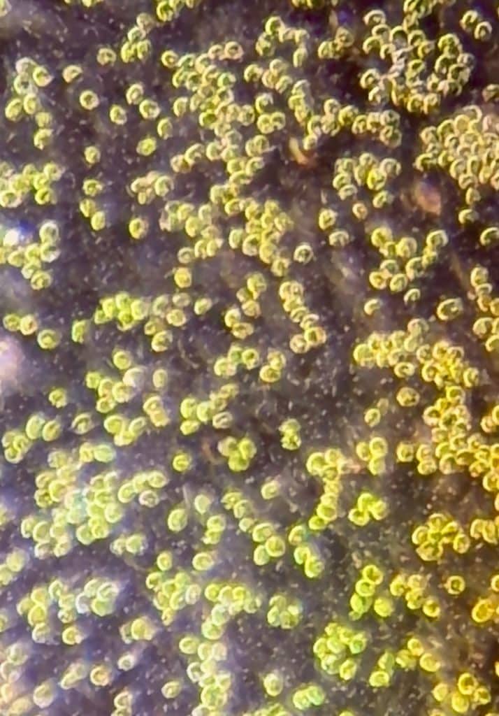 Phytoplancton Tetraselmis