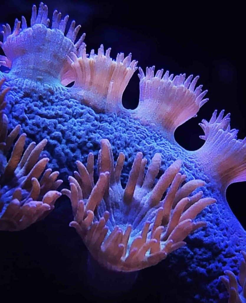 Turbinaria