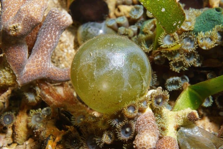 Les Algues Pénicillées Sont Indésirables Dans Un Aquarium