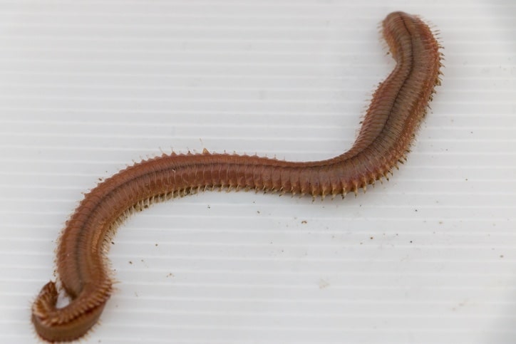 Ver polychete nereis dans aquarium récifal