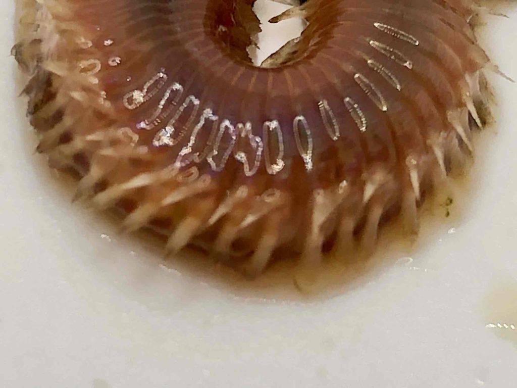 Zoom sur les soies blanches d'un ver de feu