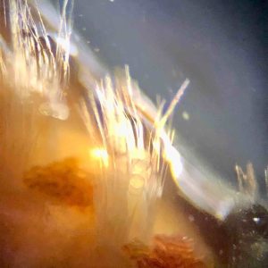 Soies blanches au microscope d'un ver de feu en recifal