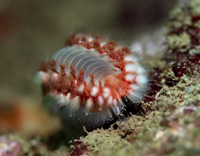 Les vers de feu indésirables ou pas dans l'aquarium récifal