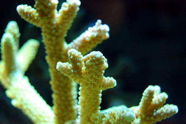 planaire acropora dans aquarium récifal