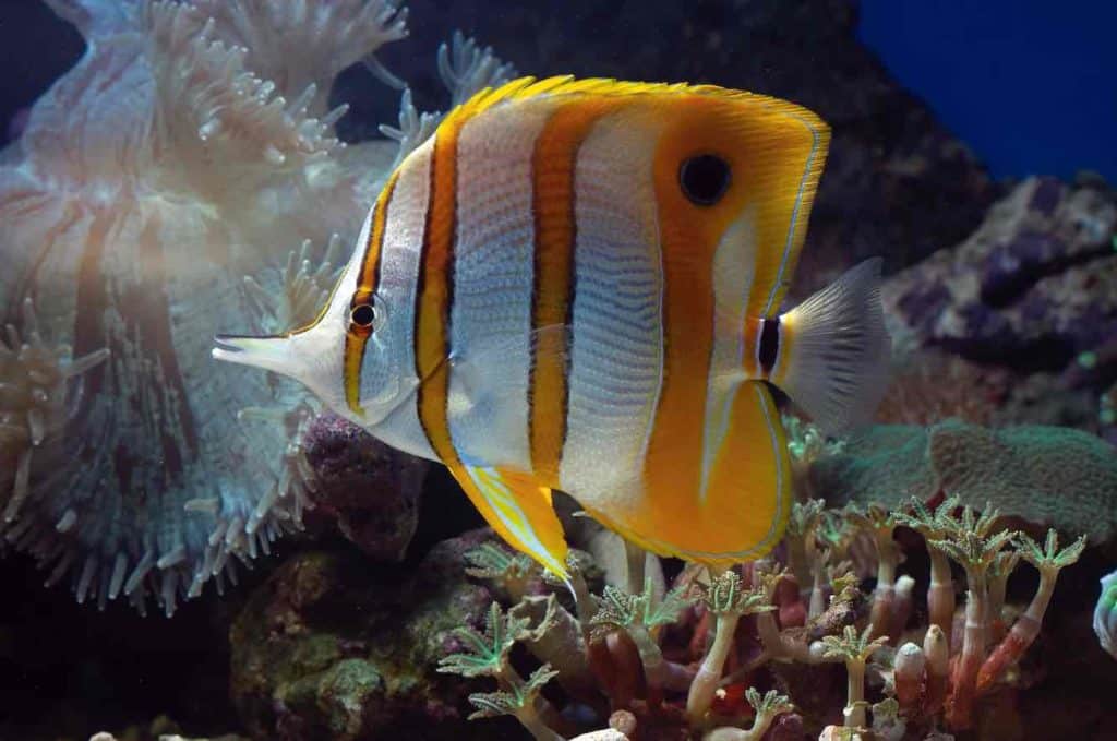 chelmon rostratus chelmon rostratus