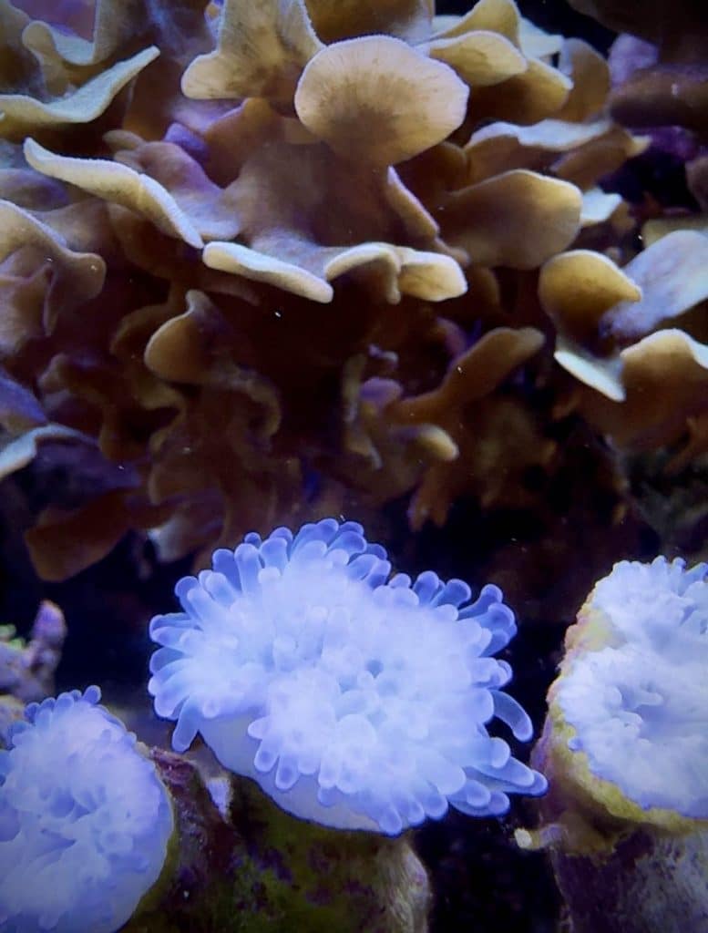 Blanchissement corail LPS