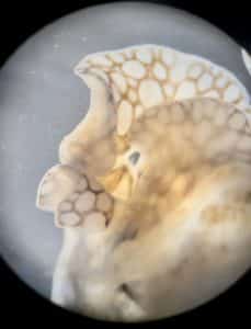 planaire leopard aquarium récifal