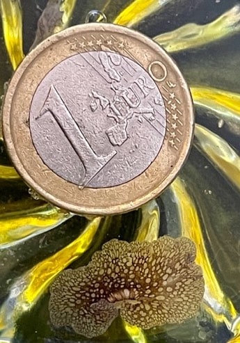 Planaire léopard Pseudobiceros pardalis