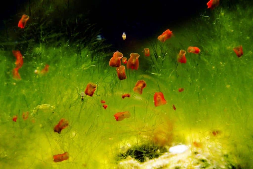 Planaire rouge Convolutriloba retrogemma aquarium récifal