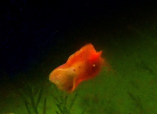 planaire rouge dans un aquarium récifal